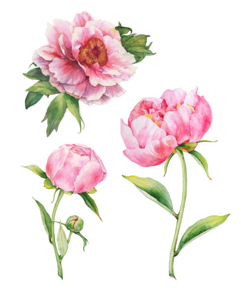 istock Set of watercolor pink peonies 1307265024