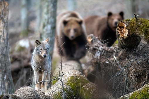 Lobo en un árbol caído con dos osos al fondo. Animal salvaje en el hábitat natural photo
