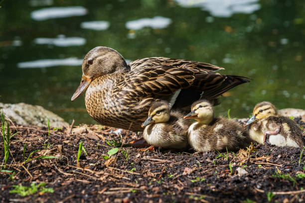istock Mother Duck with Ducklings 1307265278