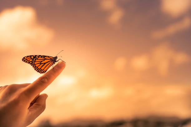 istock Girl releasing a butterfly 1307265397
