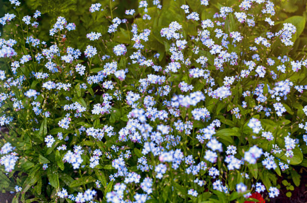 istock Blue Forget-Me-Not flowers blooming in nature. Summer time 1307265416
