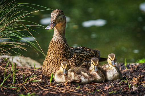 Duck with ducklings at Beacon Hill Park in Victoria, BC.
