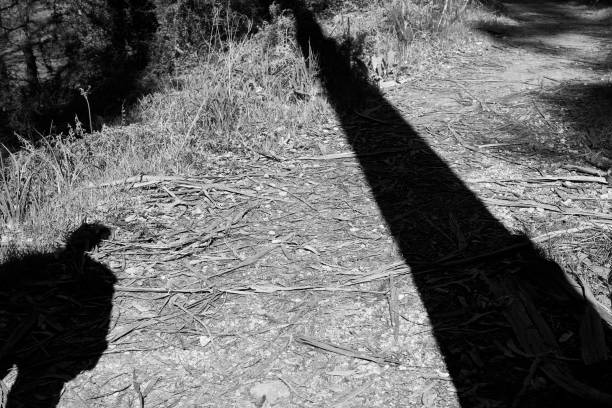 istock Forest and shadows of a man and a very tall tree 1307267555
