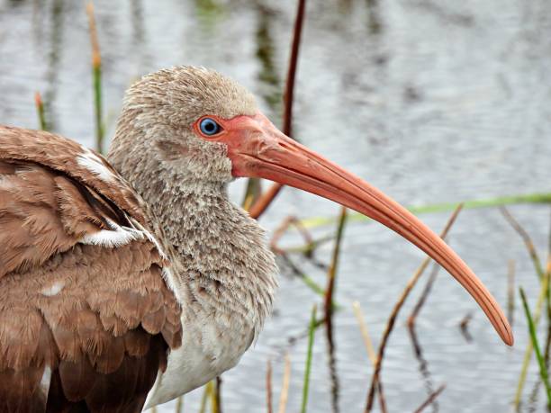 istock White Ibis (Eudocimus albus) juvenile, portrait 1307267679
