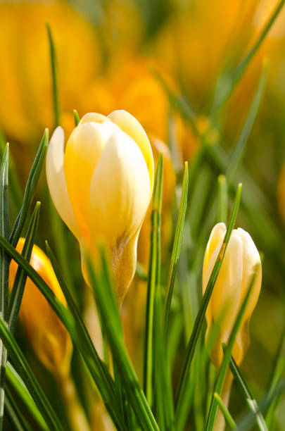 A large group of fresh yellow blooming crocusses in spring
