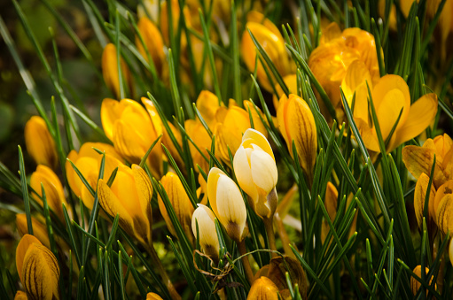 A large group of fresh yellow blooming crocusses in spring