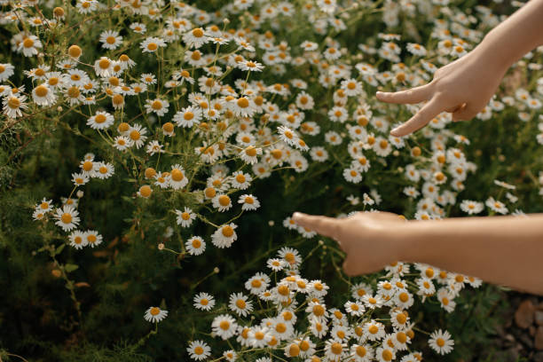 istock Childrens hands show on chamomile, wildflowers. 1307269082