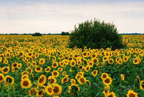 A tall plant of a sunflower with a large yellow inflorescence, bred for the seeds containing oil.