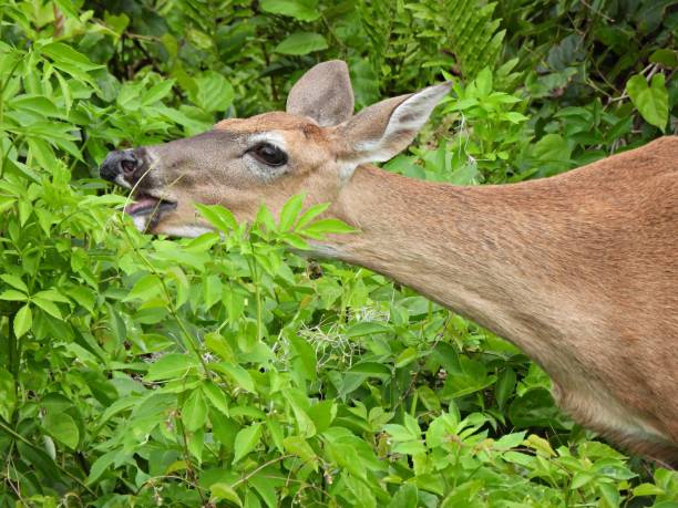 istock White-tailed Deer (Odocoileus virginianus) grazing on leaves 1307270240