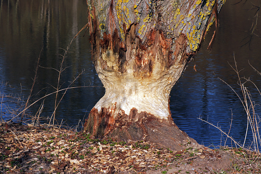 Beaver damage to the tree trunk