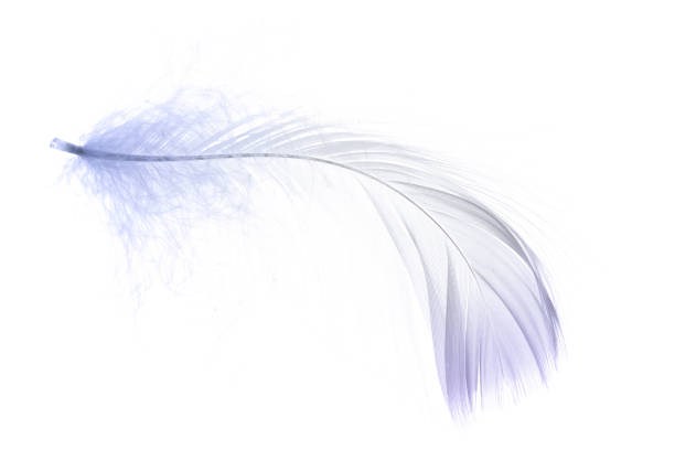 istock Feather texture. Nature abstract bird feather closeup isolated on white background in macro photography. Glamorous sophisticated airy artistic image on soft blurred background. 1307271371