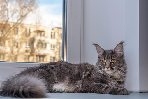 The beautiful gray maine coon with tassels on the ears is posing.