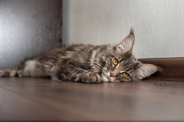 istock The cat on the floor. 1307271488