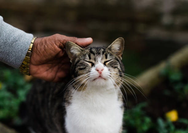 mano de anciano acariciando a un gato en la calle. - domestic cat city life animal pets fotografías e imágenes de stock