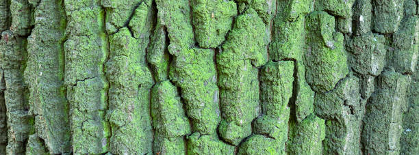 Oak tree bark. Oak tree bark. Natural background in banner format. Close up view. coating outer layer photos stock pictures, royalty-free photos & images