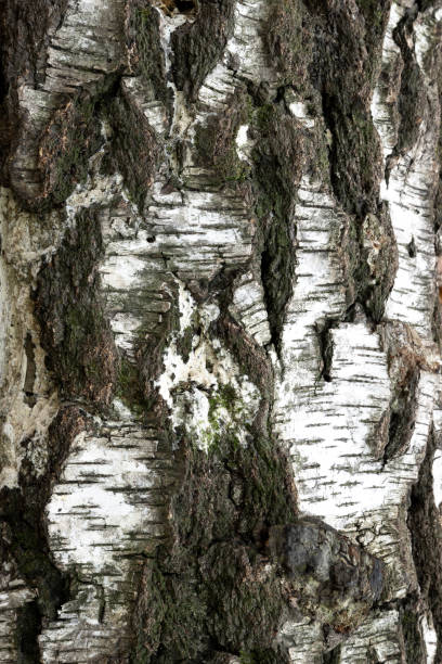 Birch tree bark. Birch tree bark. Natural wooden bark background. Close up view. coating outer layer photos stock pictures, royalty-free photos & images