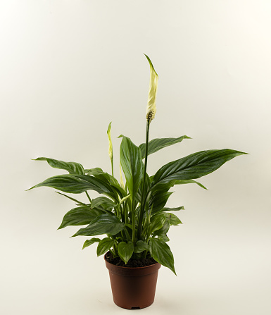 Spathiphyllum wallisii in flowerpot with white background, top view
