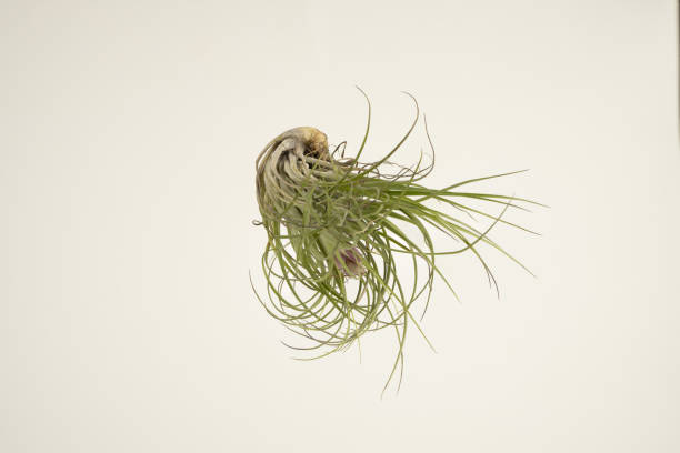 istock tillandsia in the air with white background 1307273104