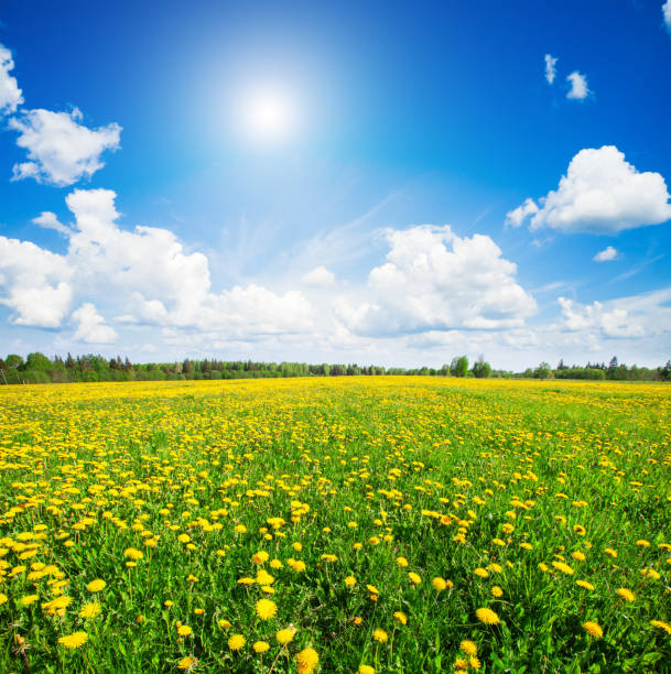 Yellow flowers hill under blue cloudy sky