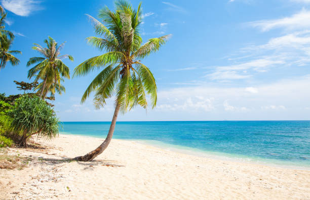 istock panoramic tropical beach with coconut palm 1307274214