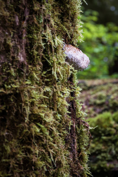 setas cubiertas de gotas de agua creciendo en un árbol cubierto de musgo en la selva tropical del noroeste del pacífico - mushrooms of the northwest fotografías e imágenes de stock