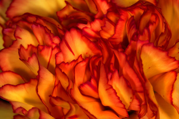 carnation petals in close up