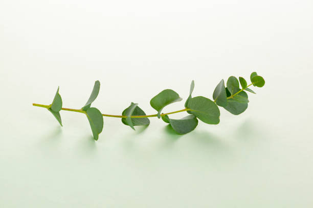 istock Eucalyptus twig on green background. 1307276106