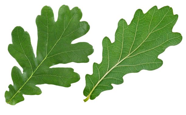 istock Oak leaves isolated on a white background, top view. Front and back side. 1307276175