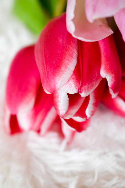 istock Red and pink tulips on a white backround 1307278911