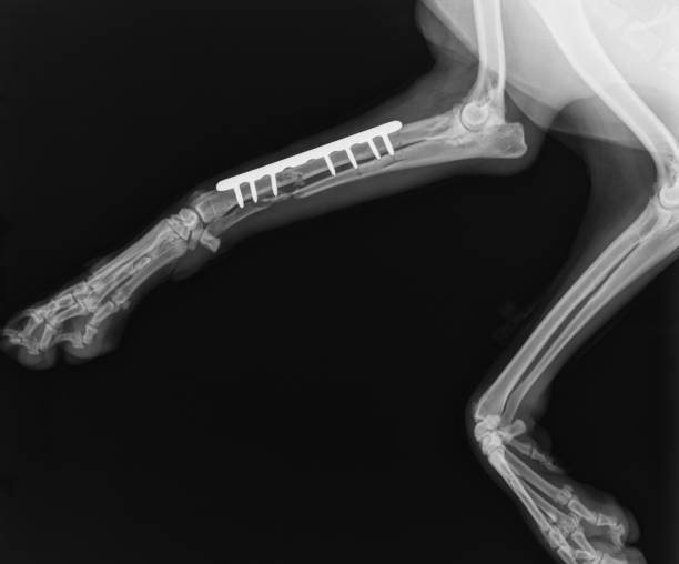 hund x ray. radius und ulna fraktur reparatur mit platte und schraube in hund - vet x ray veterinary medicine x ray image stock-fotos und bilder