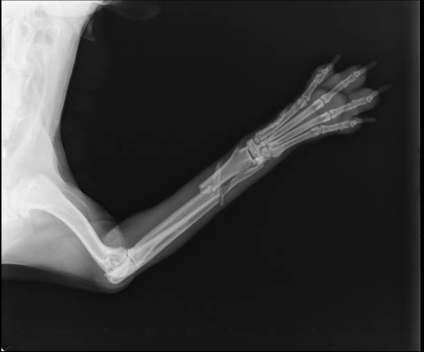 radiografia del cane che mostra il raggio e la frattura di ulna. vista craniale - vet x ray veterinary medicine x ray image foto e immagini stock