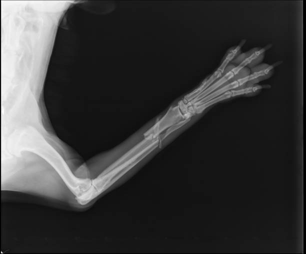 de röntgenfoto die van de hond straal en ulnafractuur toont. craniale weergave - ellepijp fotos stockfoto's en -beelden