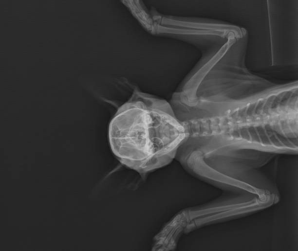 istock Cat X Ray Showing Tympanic Bulla. Cranial View 1307279601