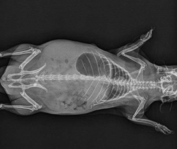 guinea pig x ray addome e torace radiograph - vet x ray veterinary medicine x ray image foto e immagini stock