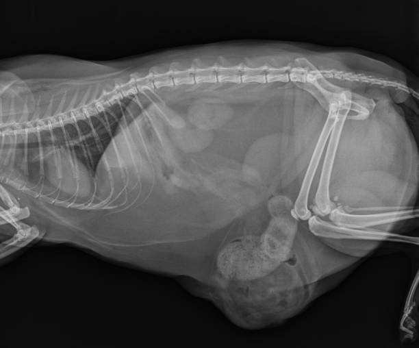 istock Cat X Ray Herniation of the Intestins Through Abdominal Wall Defect 1307279632
