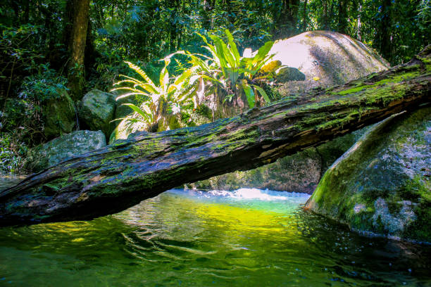 Tree stem in river at rainforest Mossman gorge mossman gorge stock pictures, royalty-free photos & images