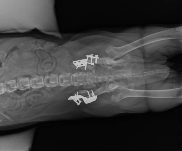 pies x ray pokazano triple pelvic osteotomy płyty w miejscu w pacient z dysplazji stawu biodrowego. widok brzuszny - pacient zdjęcia i obrazy z banku zdjęć