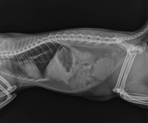 istock Cat X Ray Showing Thoracic and Abdominal Organs. Lateral View 1307279666