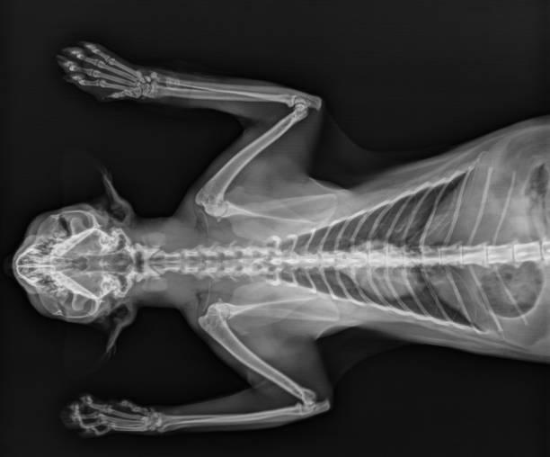 raggi x del gatto. cat chest thorax x ray thorax ventral view - vet x ray veterinary medicine x ray image foto e immagini stock