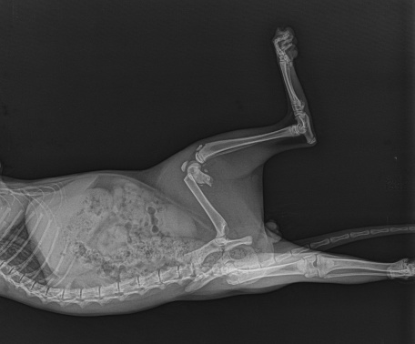 Fractura femoral distal de rayos X para perros. Radiografía de cachorros photo