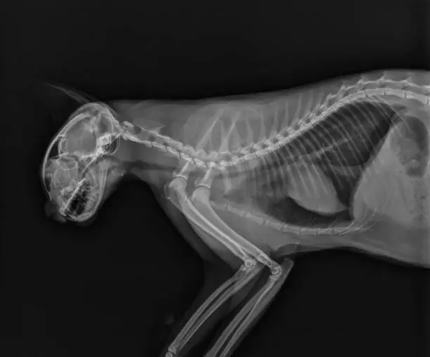 Photo of Cat X Ray. Thorax Radiograph of a Cat. Head and Neck X Ray Lateral View