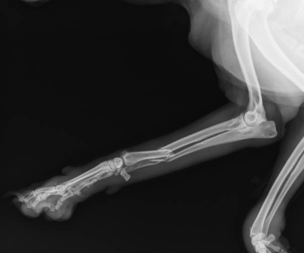 radiografia del cane che mostra il raggio e la frattura di ulna. vista laterale - vet x ray veterinary medicine x ray image foto e immagini stock