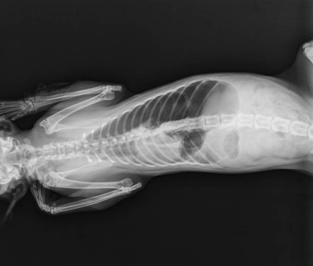 istock Cat X Ray. Diaphragmatic Hernia in Cat. 1307279714