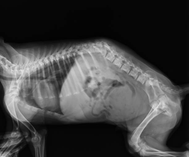 Dog X Ray Showing Spinal Column Fracture in a Dog. Lumbar Spine Fracture. Lateral View Dog X Ray Showing Spinal Column Fracture in a Dog. Lumbar Spine Fracture. Lateral View. legs against the wall stock pictures, royalty-free photos & images