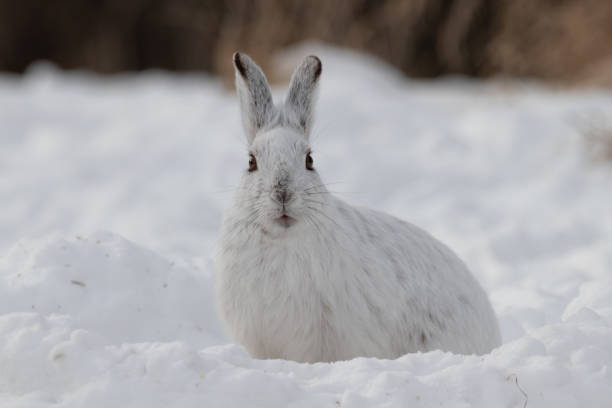 istock Snowshoe Hare in Winter 1307279832