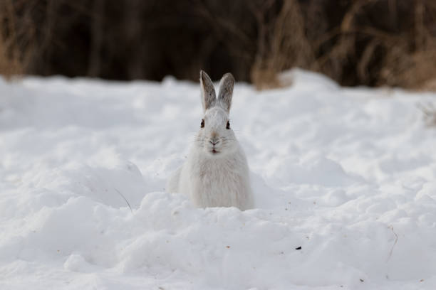 istock Snowshoe Hare in Winter 1307279870