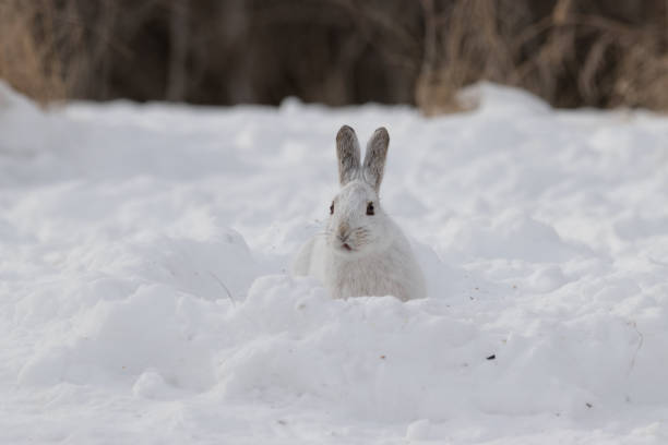 Snowshoe Hare in Winter White snowshoe hare sitting in the snow during a Canadian winter adaptation to nature stock pictures, royalty-free photos & images