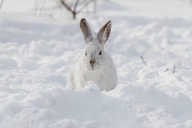 istock Snowshoe Hare in Winter 1307279925