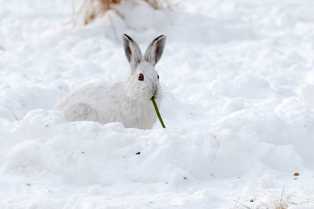 istock Snowshoe Hare Eating a Green Bean 1307279926