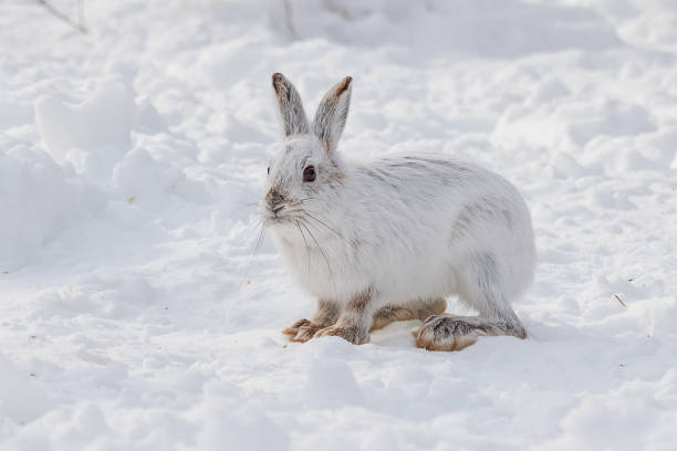 istock Snowshoe Hare in Winter 1307279953